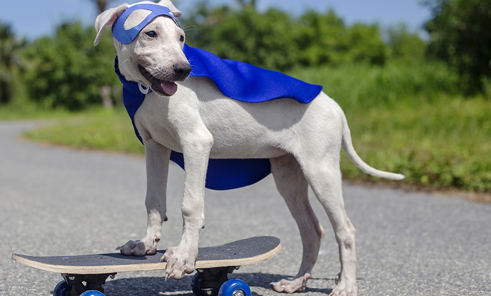 Dog Skateboard Street Mammal Costume Canine